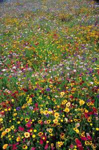 wildflower field